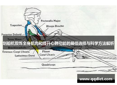 划船机锻炼全身肌肉和提升心肺功能的最佳选择与科学方法解析